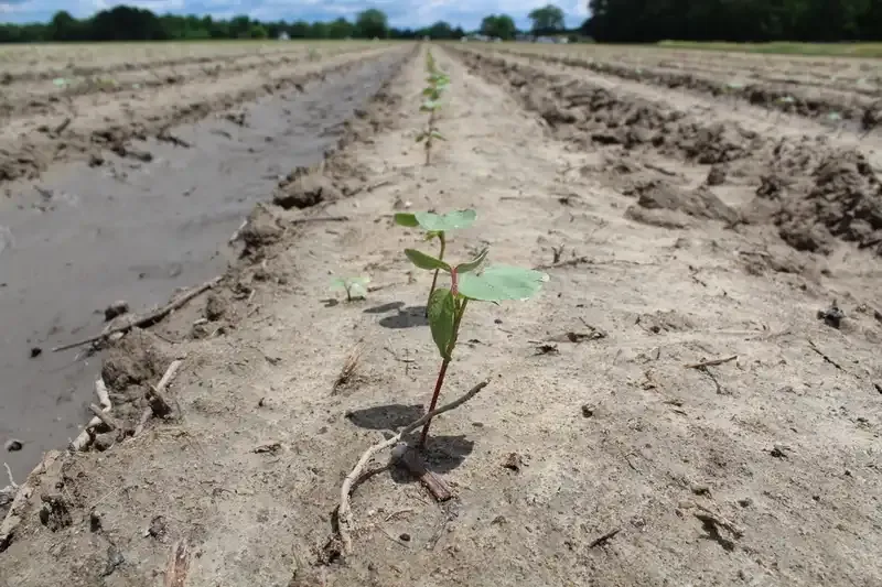 How NCSU uses drone plant counts in study to guide replant decisions in cotton