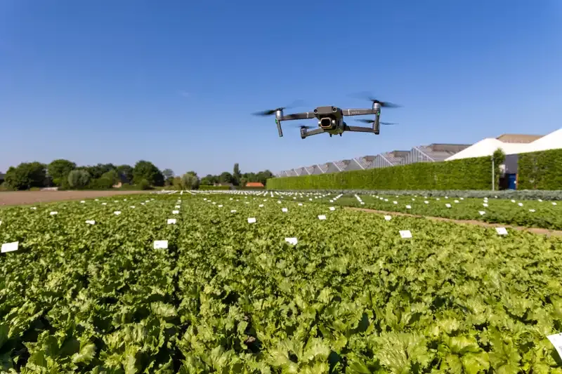 How Rijk Zwaan Uses Drone Plant Counts to Accelerate Vegetable Breeding Programs