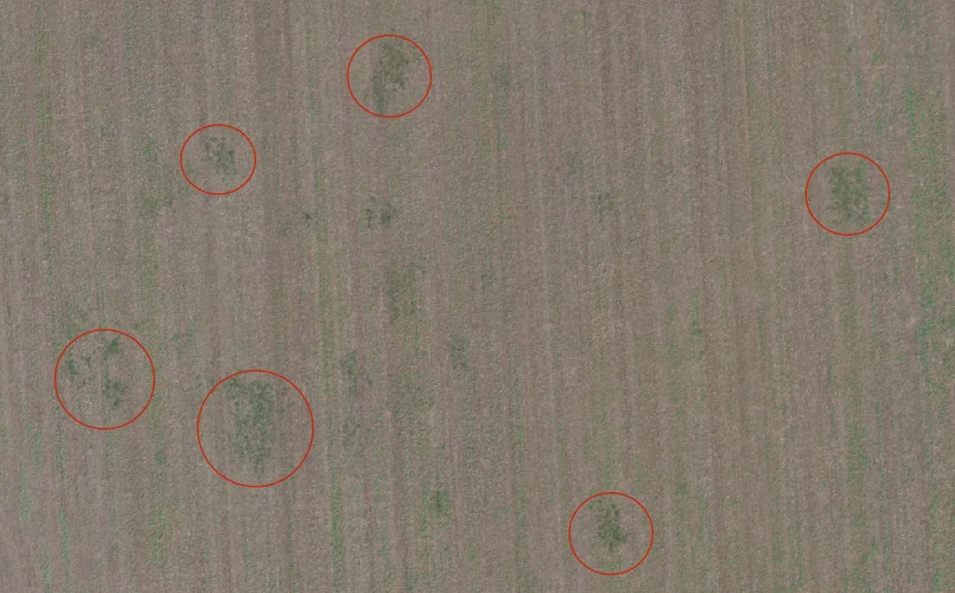Weed Pressure Map