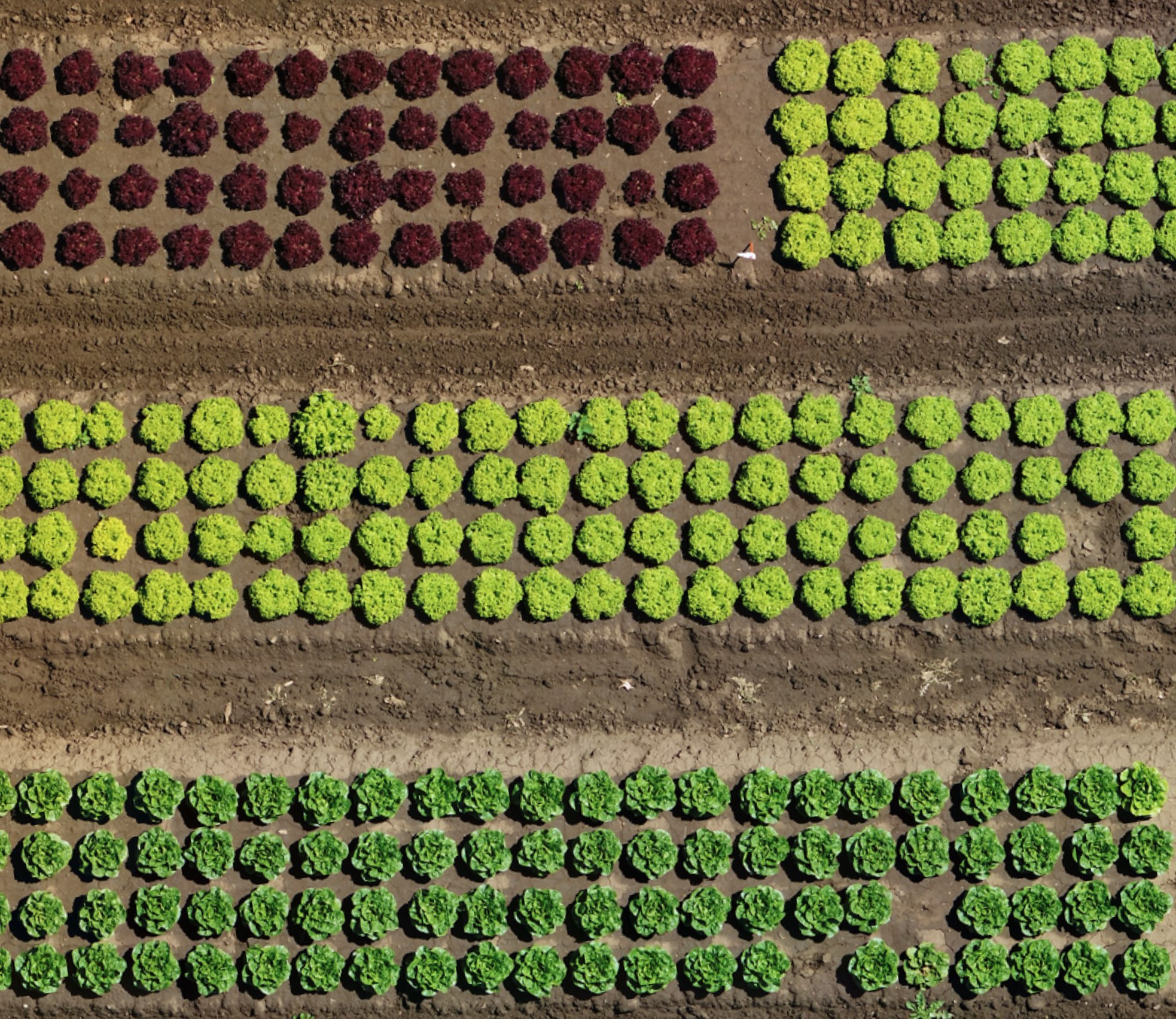 Plant Counts with Plant AI | solution for drone-based crop monitoring