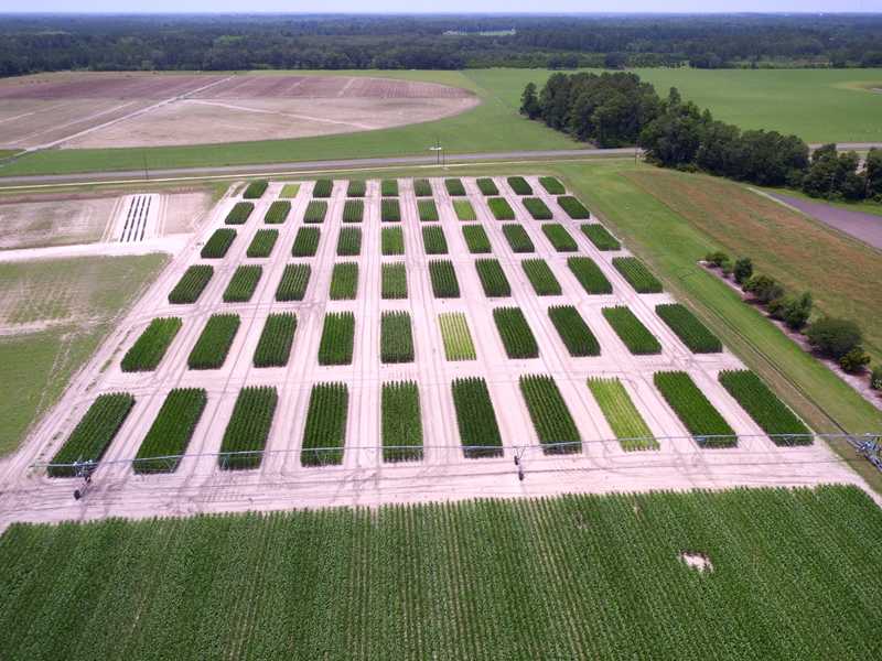 University of Florida Corn Contest Puts Precision Agriculture in Growers Hands