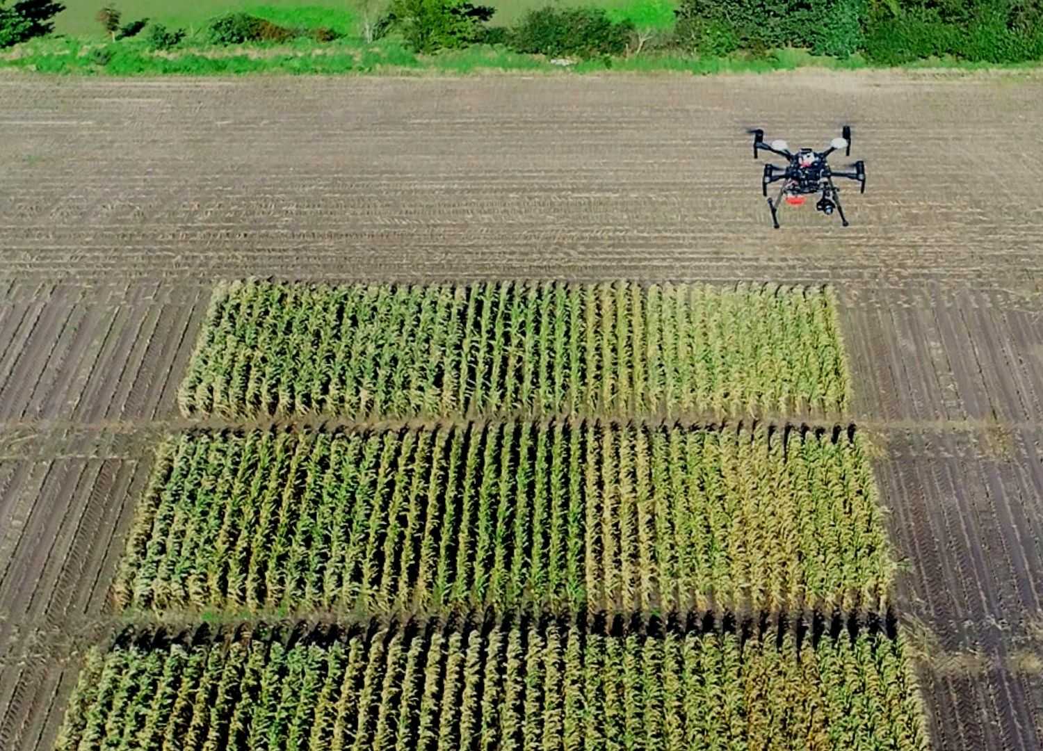drone over field trial