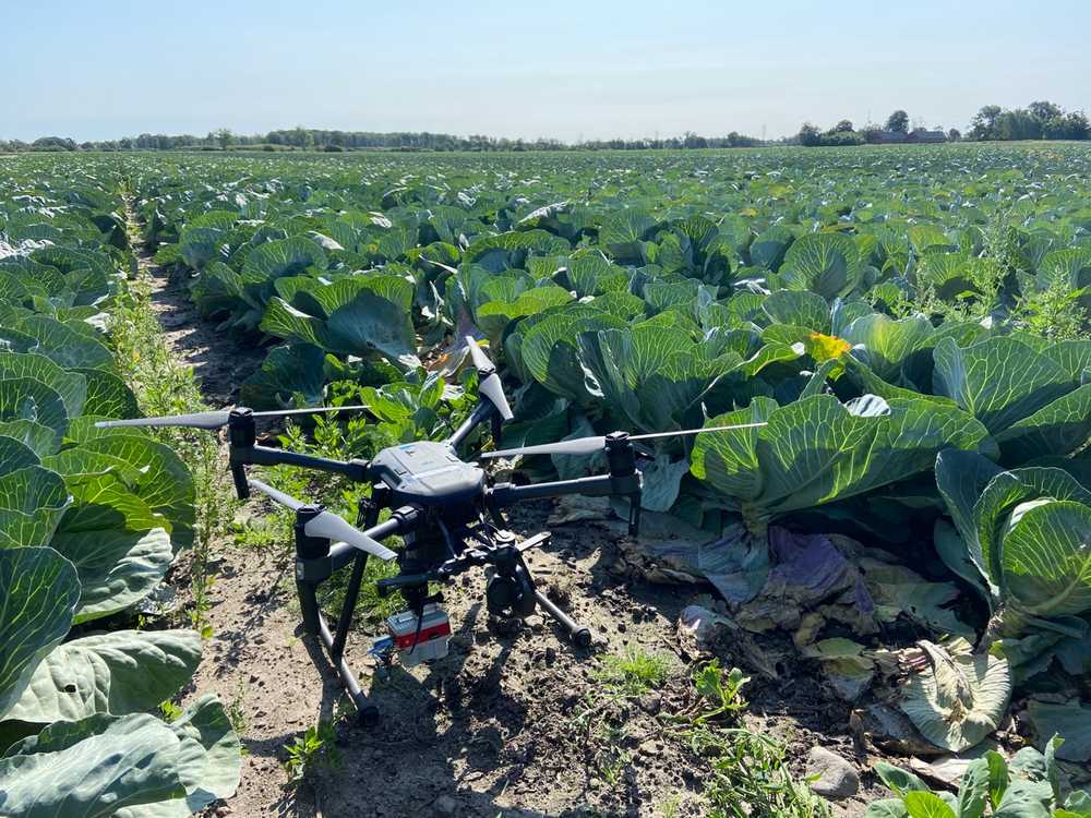 cabbage yield drone