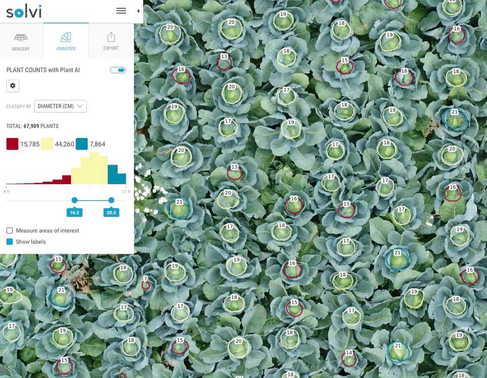 "Plant Counts in Cabbage"