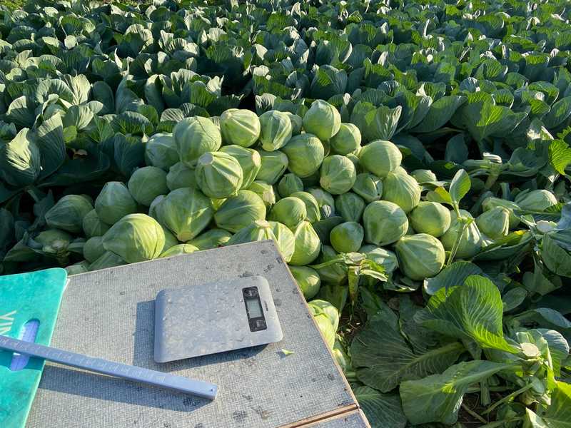 Counting and Measuring Cabbage Heads With Drones For Yield Estimates