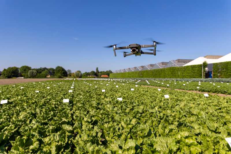 Solvi Blog | How Rijk Zwaan Uses Drone Plant Counts to Accelerate ...