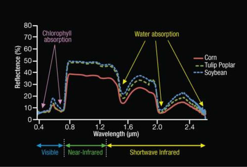 vegetation reflectance