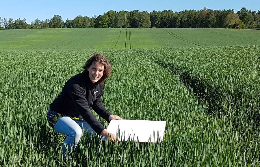 SLU doing winter wheat trials