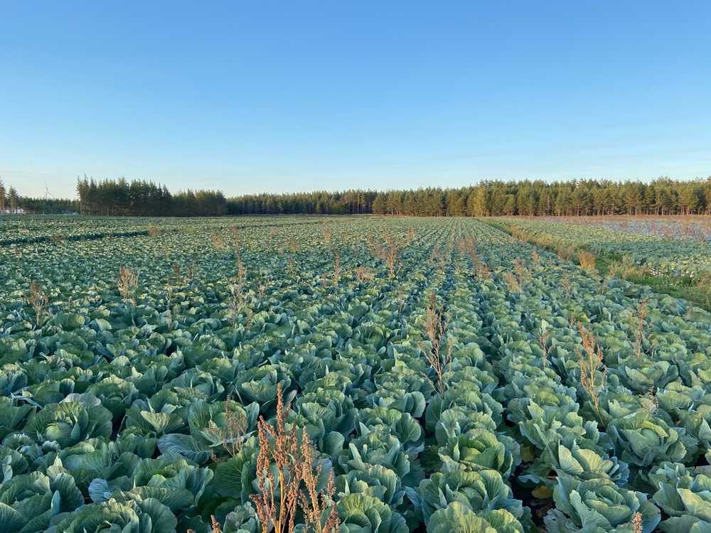 cabbage yield field