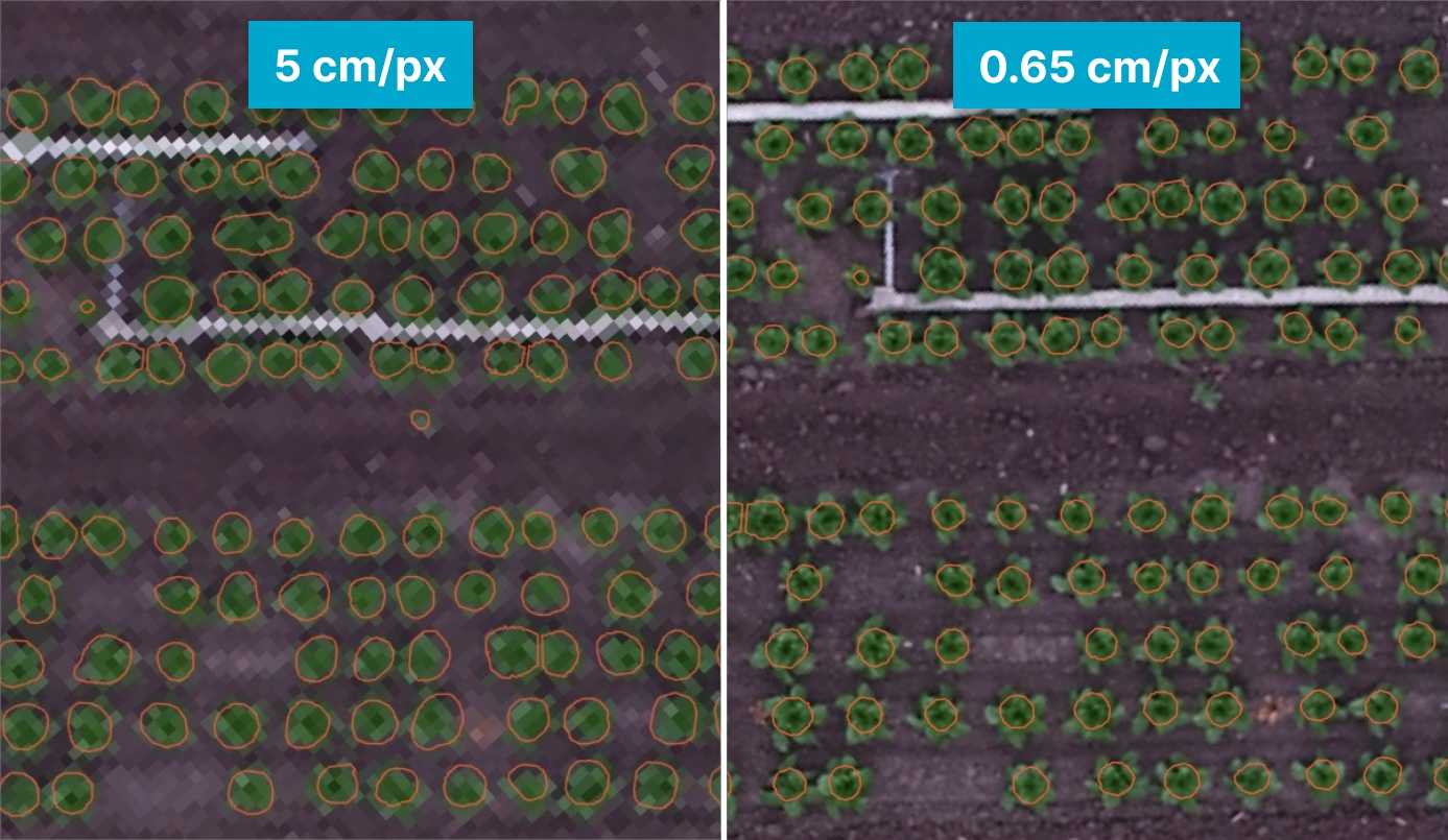Solvi Blog 5 Common Drone Plant Counting Mistakes to Avoid