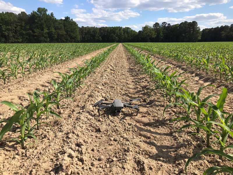 drone in corn field